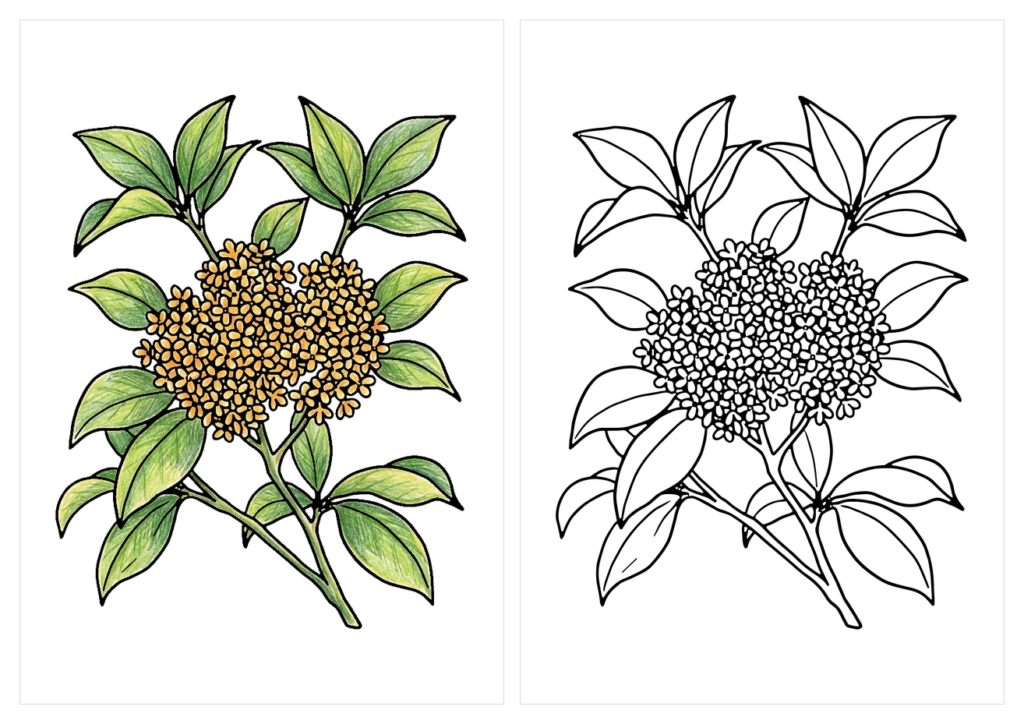 金木犀の塗り絵（カラー見本と白黒線画）