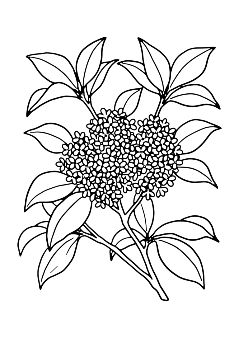 金木犀の塗り絵 枝いっぱいのオレンジ色の小花(白黒線画)