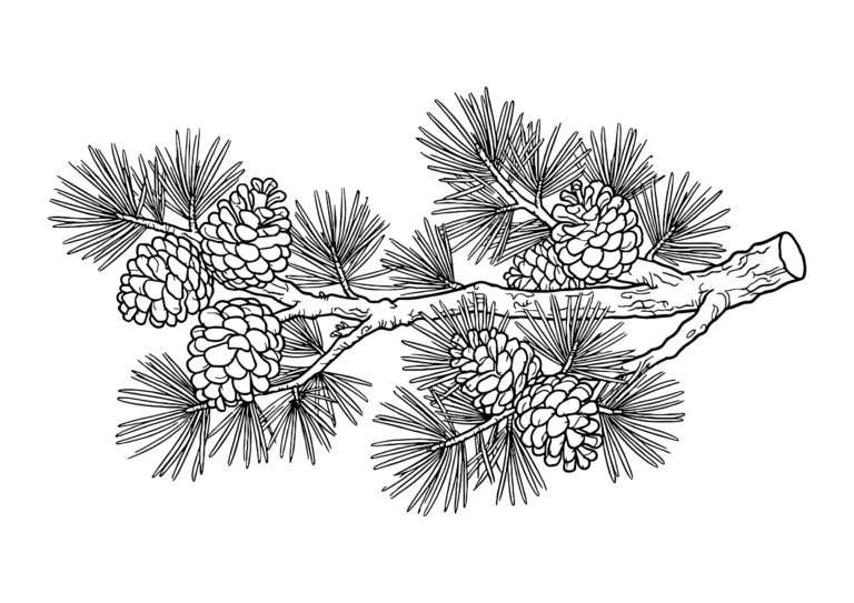 まつぼっくりの塗り絵(白黒線画)