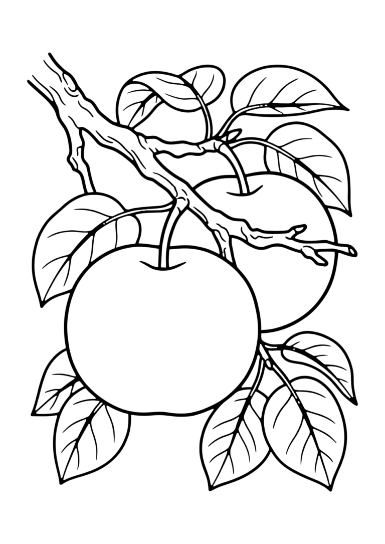 梨（和梨）の塗り絵（白黒線画）