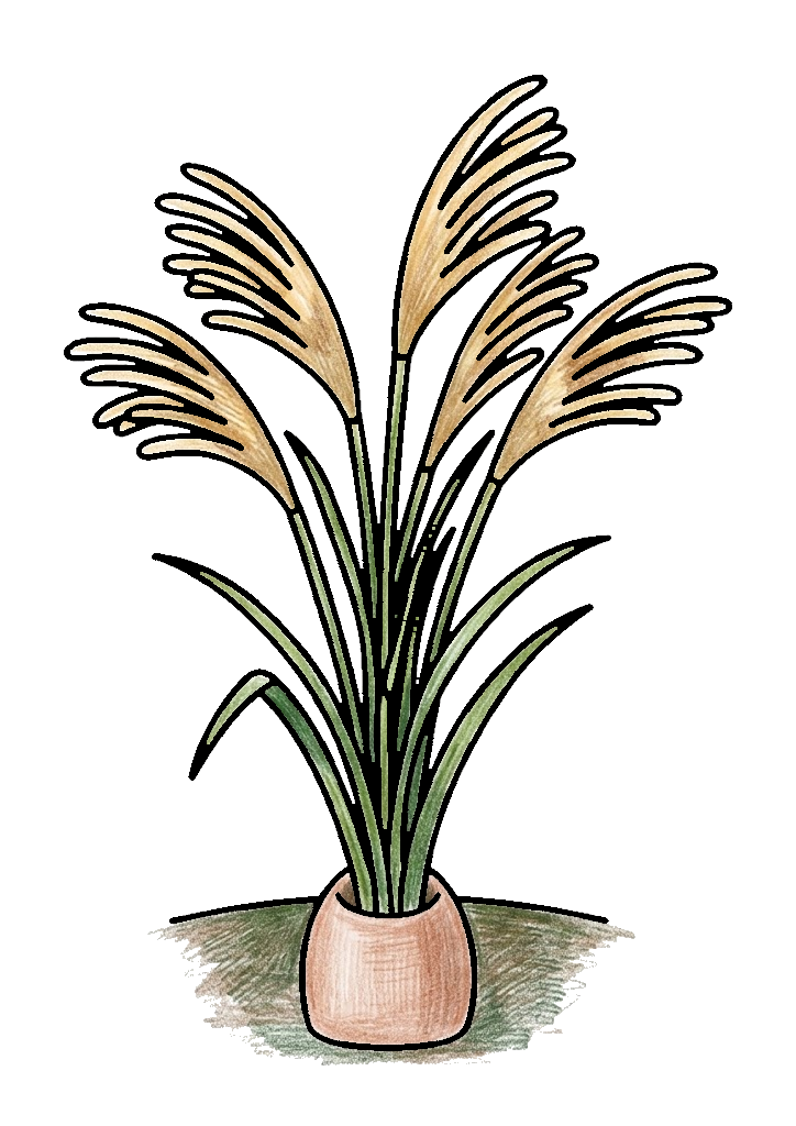 ススキの塗り絵のカラー見本(高齢者・大人)