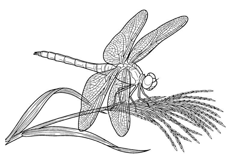 とんぼの塗り絵 稲穂にとまるとんぼ（白黒線画）