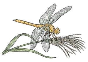 とんぼとススキの塗り絵（カラー見本と白黒線画）
