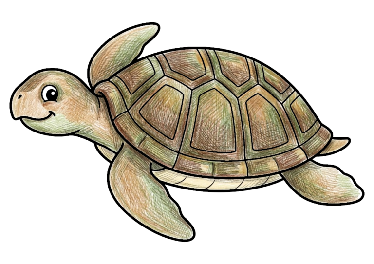 海がめの塗り絵(子供向け)のカラー見本