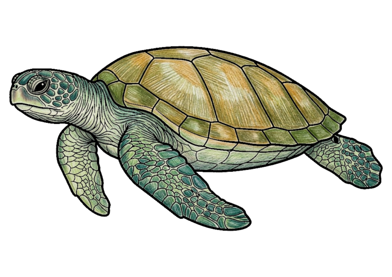 海がめの塗り絵のカラー見本