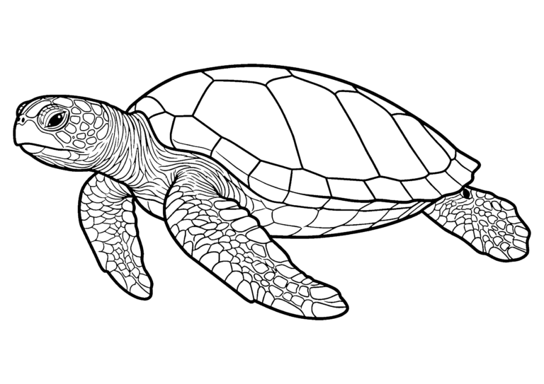 海がめの塗り絵（白黒線画）